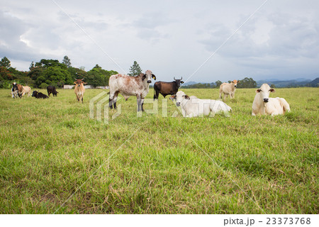 brazilian cows on a pasture 23373768