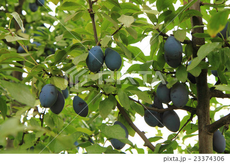 blue plums tree blue plums tree 23374306
