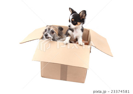 two chihuahua in the paper box 23374581