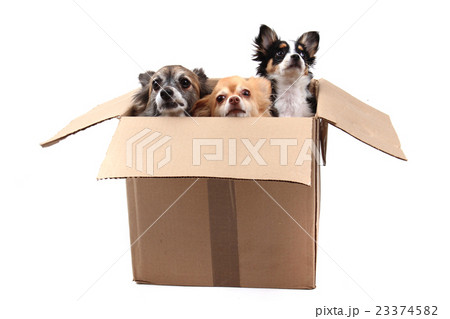 three chihuahua in the paper box three chihuahua in the paper box 23374582