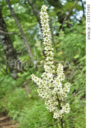 オオバイケイソウ オオバイケイソウ 23375480