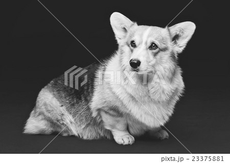 Beautiful welsh corgi dog 23375881