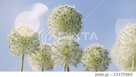 White Allium circular globe shaped flowers blow in White Allium circular globe shaped flowers blow in 23375968