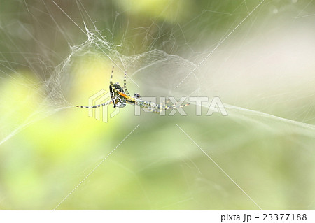 生き物 蜘蛛 スズミグモ 細糸で作った立体的な巣にいるので雲の中に浮かんでいるように見えますの写真素材