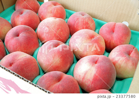 箱入り桃、日川白鳳 23377580