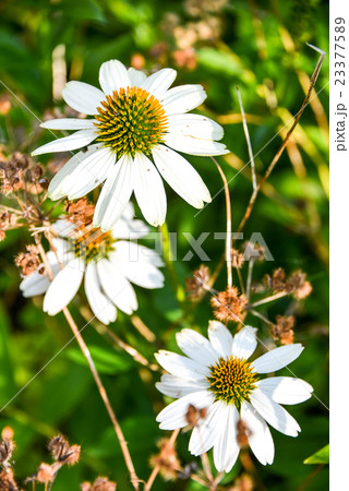 キク科の小花 キク科の小花 23377589