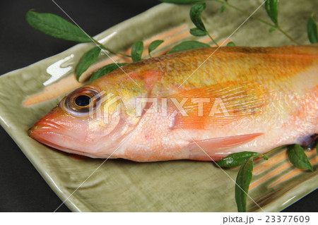 アカラ アカラ 23377609