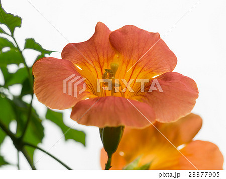 朱赤のノウゼンカズラ 23377905
