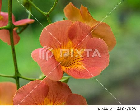 朱赤のノウゼンカズラ 23377906