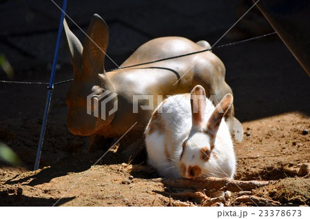 石川県加賀市の散歩道 23378673