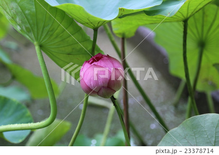 ハスの花 23378714