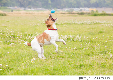 元気な小型犬の写真素材