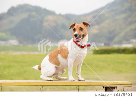 お利口なワンコ 23379451