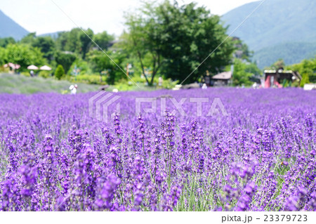 ラベンダーの花   八木崎公園 23379723