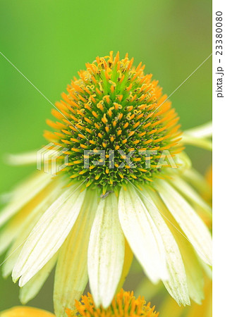 エキナセア 23380080