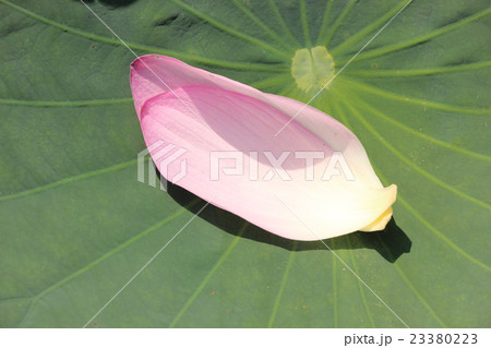 落花した2枚の花びらと蓮の葉 23380223