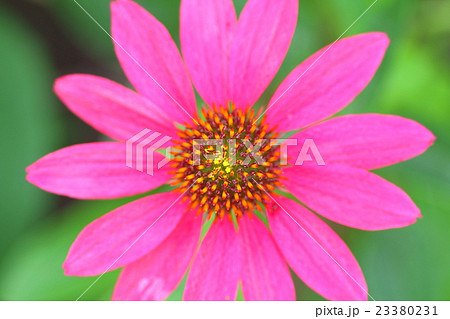 エキナセア 23380231