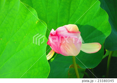 蓮のつぼみ 23380345