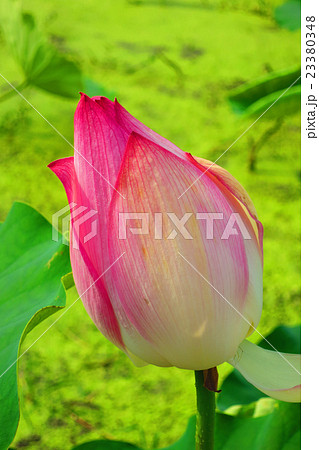 蓮のつぼみ 23380348