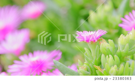 マツバギク 23380363