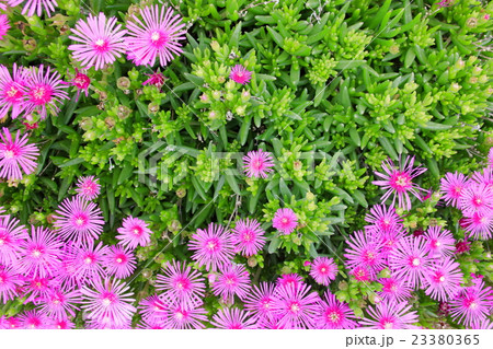 マツバギク 23380365