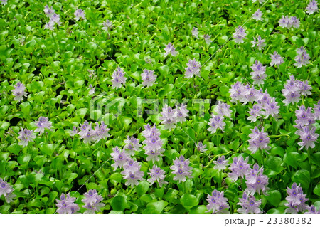 湖面を覆う水生植物・ホテイアオイの花 23380382