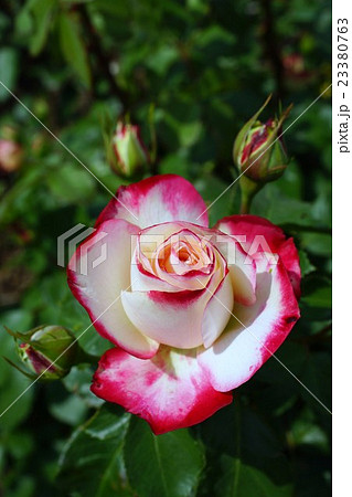 薔薇(ジュビレデュプリンセスドゥモナコ)さかき千曲川バラ公園 薔薇(ジュビレデュプリンセスドゥモナコ)さかき千曲川バラ公園 23380763