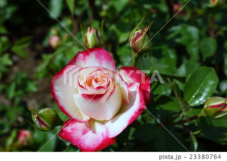 薔薇(ジュビレデュプリンセスドゥモナコ)さかき千曲川バラ公園 薔薇(ジュビレデュプリンセスドゥモナコ)さかき千曲川バラ公園 23380764