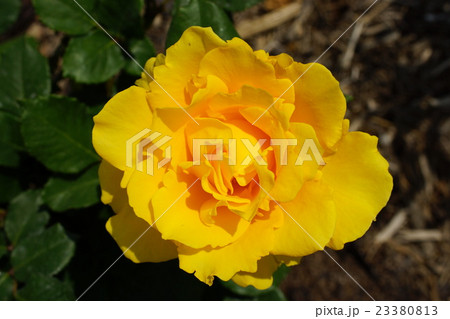 薔薇(ヘンリーホォンダ)さかき千曲川バラ公園 薔薇(ヘンリーホォンダ)さかき千曲川バラ公園 23380813