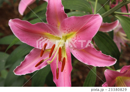 Brilliant lily flower (5) - Stock Photo [23380829] - PIXTA