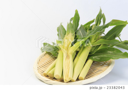 やさい　ヤングコーン 23382043