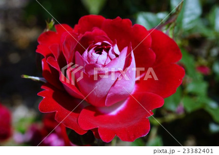 薔薇（ショートケーキ）さかき千曲川バラ公園 23382401