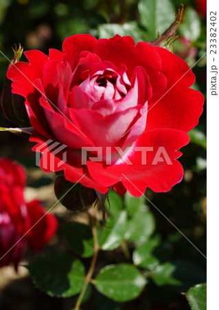 薔薇(ショートケーキ)さかき千曲川バラ公園 薔薇(ショートケーキ)さかき千曲川バラ公園 23382402