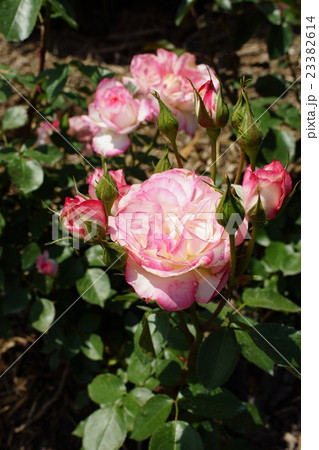 薔薇(ニコール)さかき千曲川バラ公園 薔薇(ニコール)さかき千曲川バラ公園 23382614
