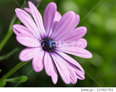 美しい桃色のオステオペルマム 23382793