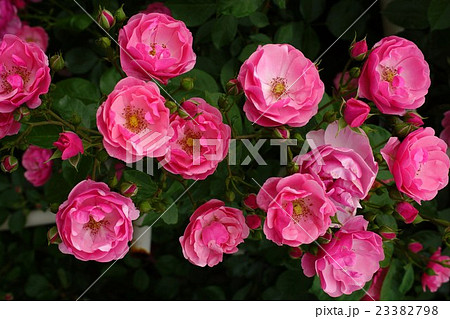薔薇（シェアマジック）さかき千曲川バラ公園 23382798