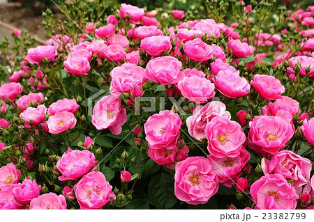 薔薇（シェアマジック）さかき千曲川バラ公園 23382799