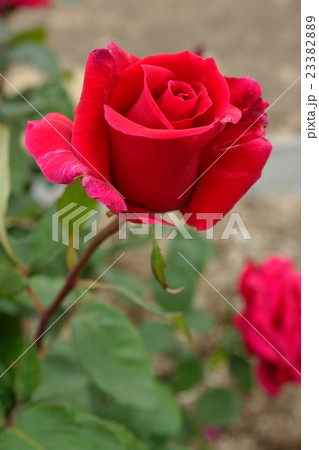 薔薇（ミスターリンカーン）さかき千曲川バラ公園 23382889