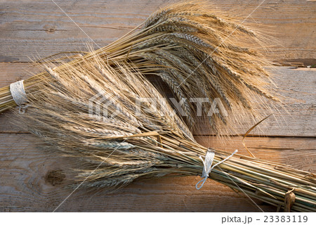 sheaf of barley sheaf of barley 23383119