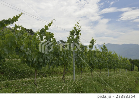 登美の丘・ぶどう畑（山梨県） 23383254