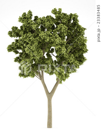 white ash tree isolated on white background 23383485