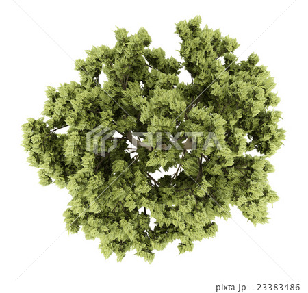 top view of white ash tree isolated on white 23383486