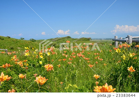 原生花園 23383644