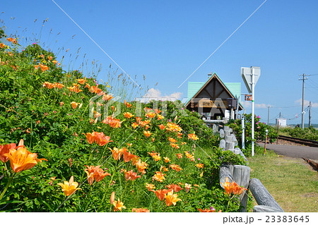 原生花園 23383645