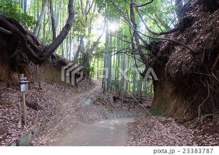 小野路　関屋の切り通し 23383787