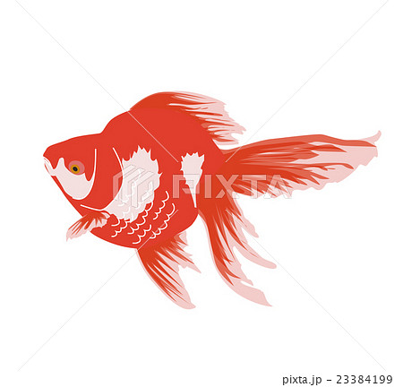 赤い金魚のイラスト素材 23384199 Pixta