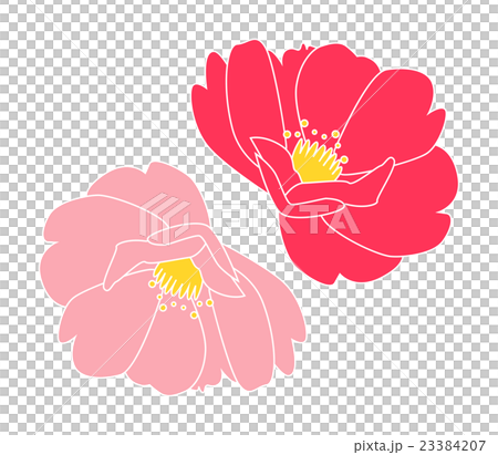 Flower Tsubaki - Stock Illustration [23384207] - PIXTA
