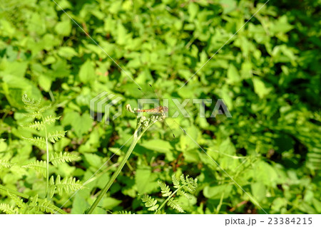 初夏のトンボが遅咲きのワラビに着陸 初夏のトンボが遅咲きのワラビに着陸 23384215