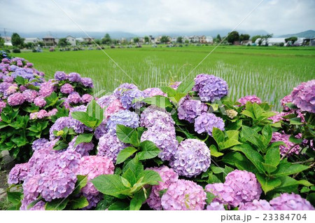 開成町の紫陽花 23384704