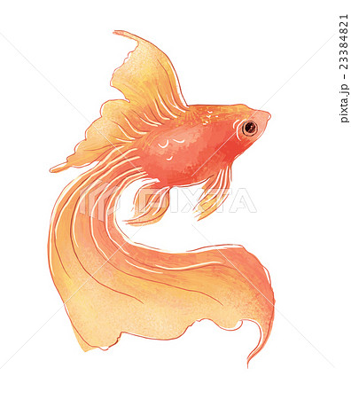 Goldfish Stock Illustration